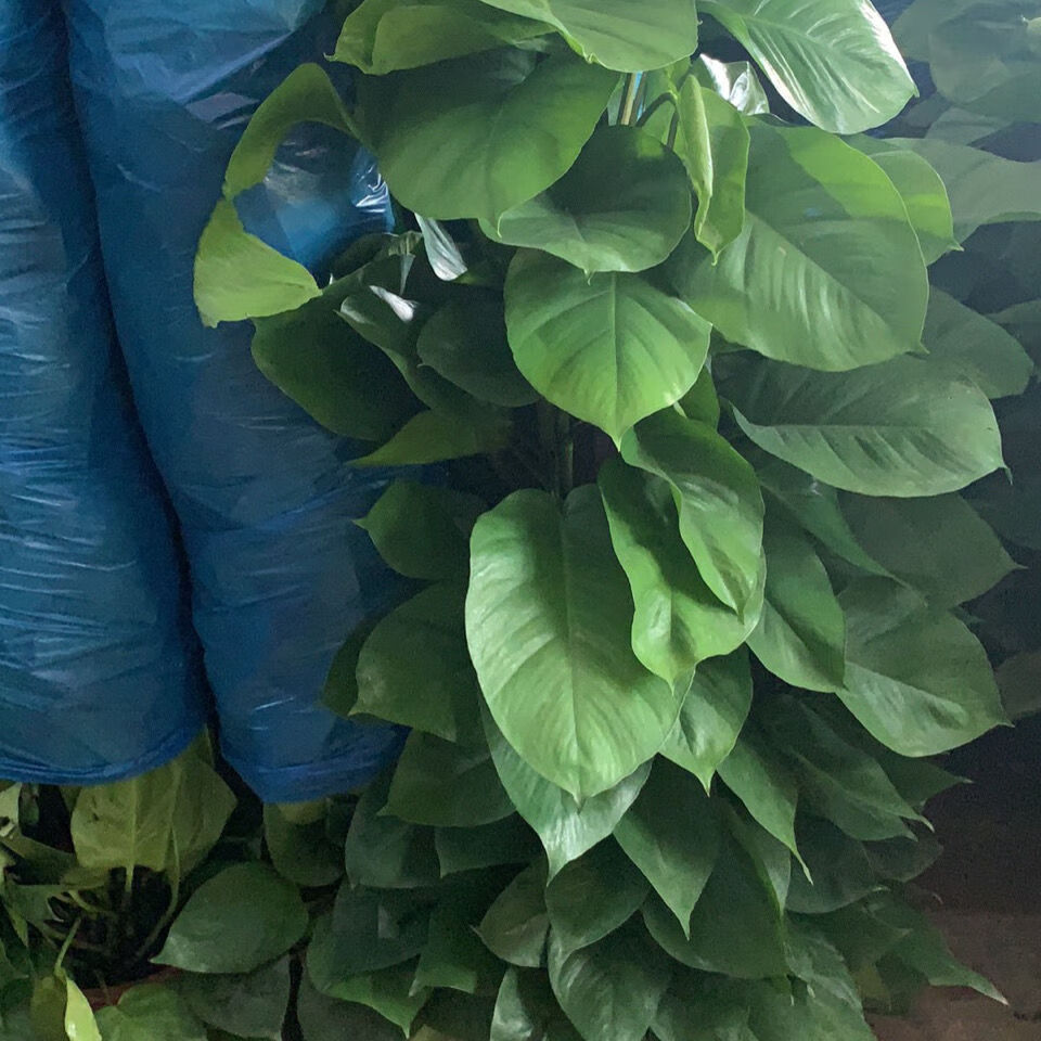 绿萝大盆栽大叶绿萝盆景室内办公室家居吸净化空气绿植花卉1415米原盆