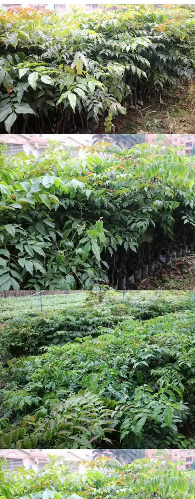 花姬正宗珍贵硬材红木树种广西格木苗斗登凤庭院常绿名贵树铁木树苗