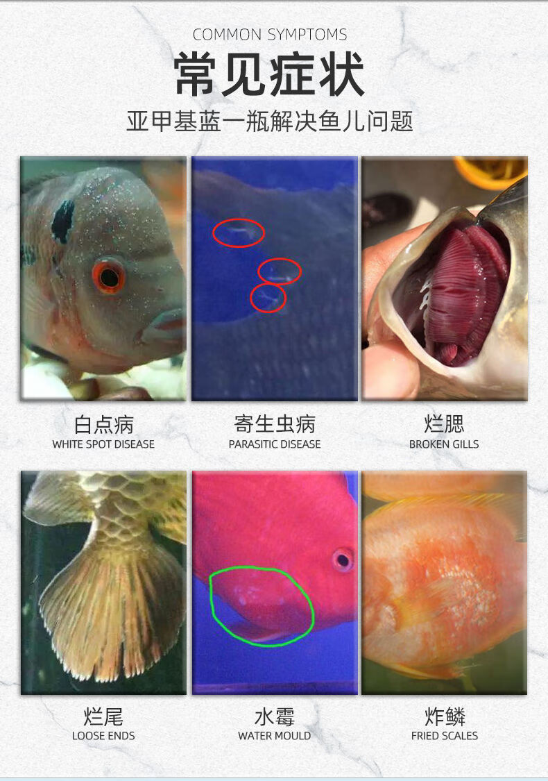 亞甲基藍白點病水黴病白點淨專治金魚藥魚缸水族觀賞魚魚藥100ml無