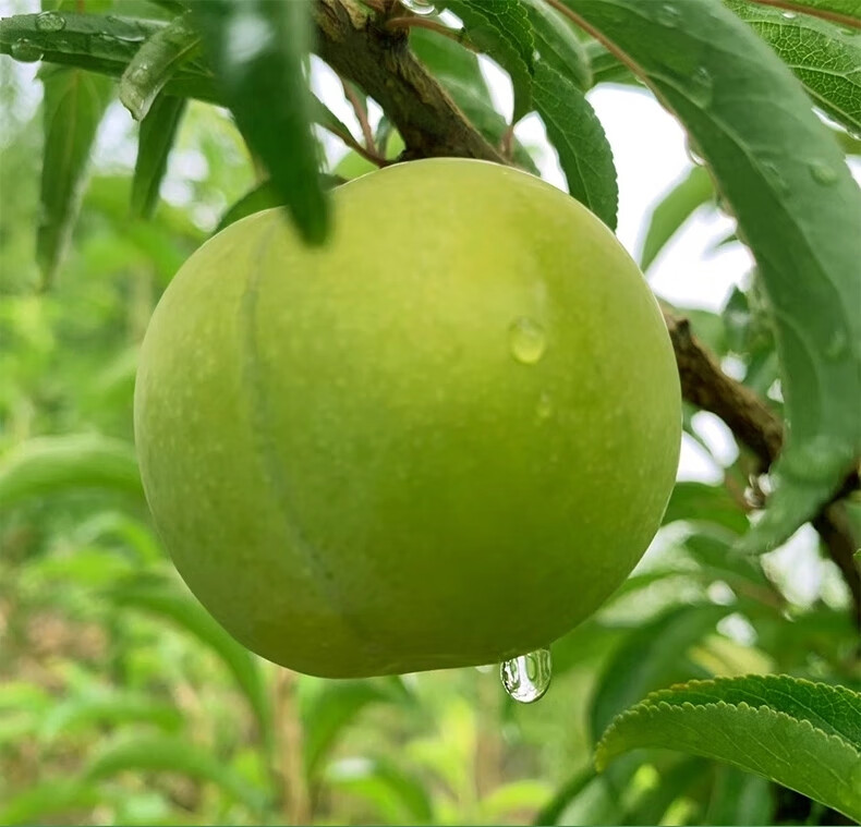 特级大果当季现摘新鲜孕妇时令水果青脆甜李子礼盒装5斤特大果单果