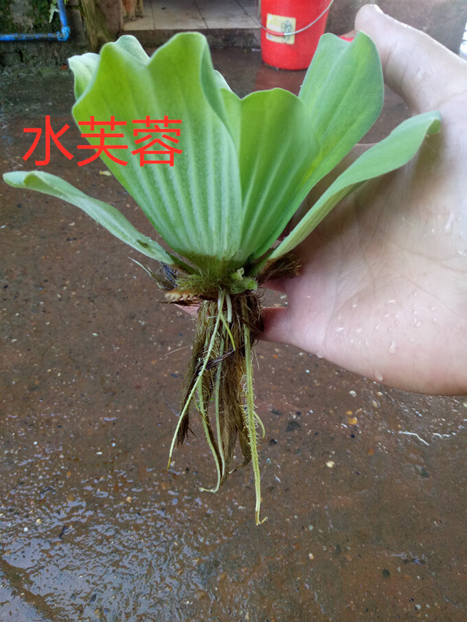 水葫芦水生植物新鲜种苗大棵带根好成活浮萍水质净化美观浮漂水芙蓉50