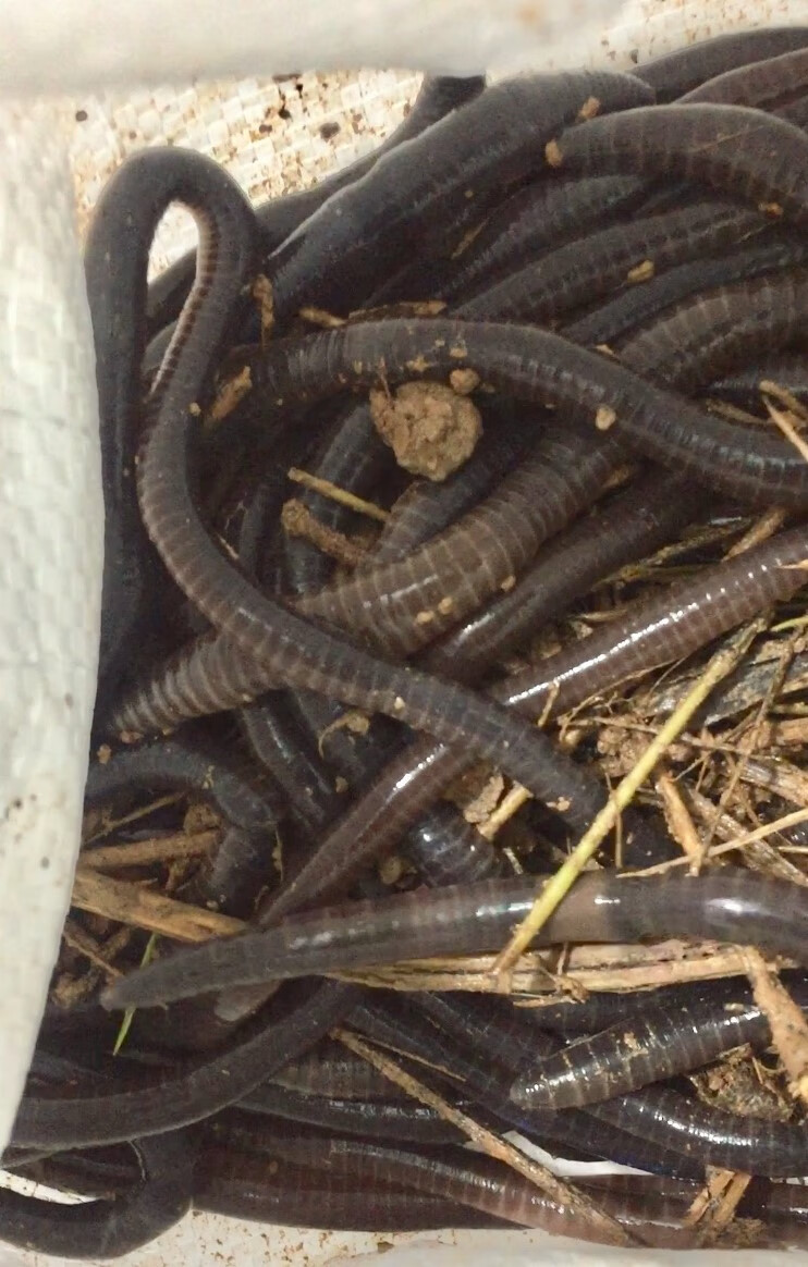 新款野生蚯蚓活饵特大蚯蚓地龙水库综合饵料松土垂钓船钓黑蚯蚓大号10