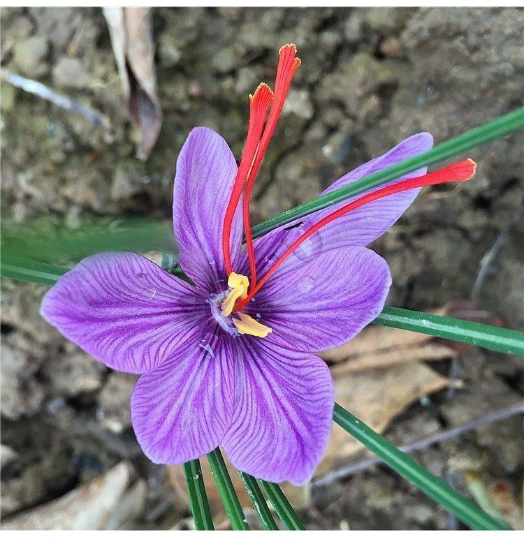 澜墨藏红花番红花四季开花好养室内阳台观花盆栽藏红花球根植物花卉6