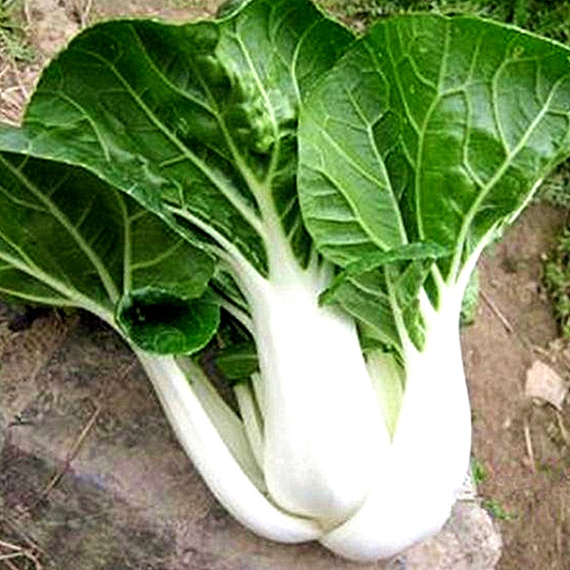 青梗菜种籽矮冠矮脚黄奶白梗青菜种孑抗病耐寒四季蔬菜种籽子白里挑一