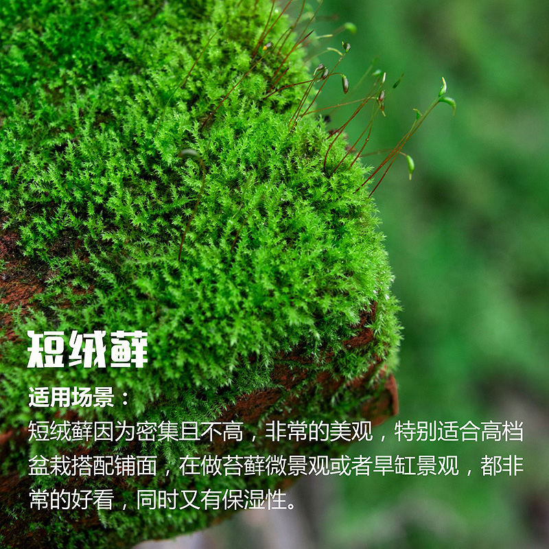 短绒藓生长环境图片