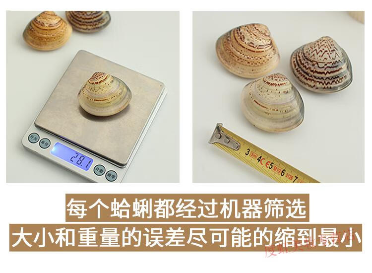 睫蓓秋冬季蛤蜊油老式手足防裂口干裂贝壳膏蚌壳护手霜老国货上海哈利 大号（5-6厘米)3个装