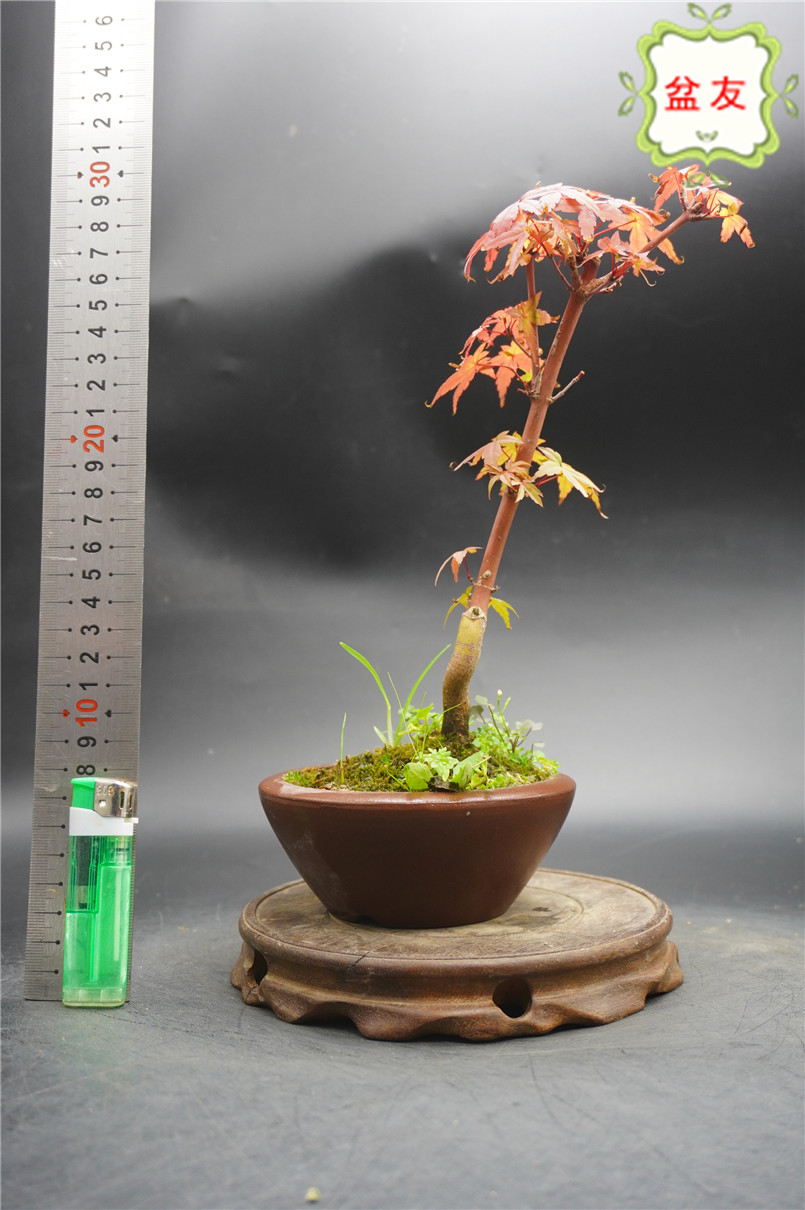 枫树盆景日本红枫出猩猩盆栽微型艺术造型植物修身养性实拍日本红枫出