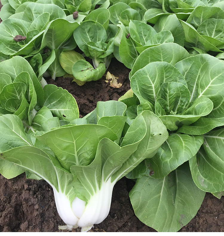 白梗种子耐热快菜矮脚小白菜种籽春季夏季秋季四季青菜种籽 矮冠1号10