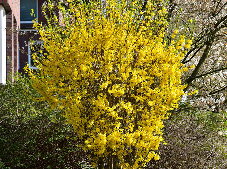 庭院绿化工程苗木连翘花树苗迎春花树苗黄花条金钟花黄老虎小苗连翘