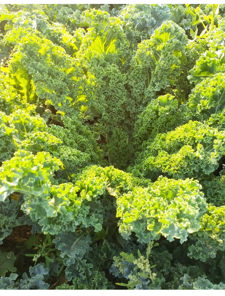 食用羽衣甘藍種子種籽盆栽苗蔬菜四季孑菜苗冬天苗子秧苗秧幼苗羽衣