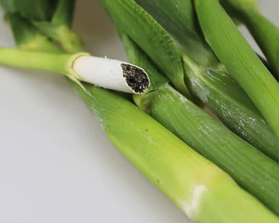 东北特产高粱乌米新鲜乌米农家自种新鲜蔬菜青皮乌米【好物】 新鲜二