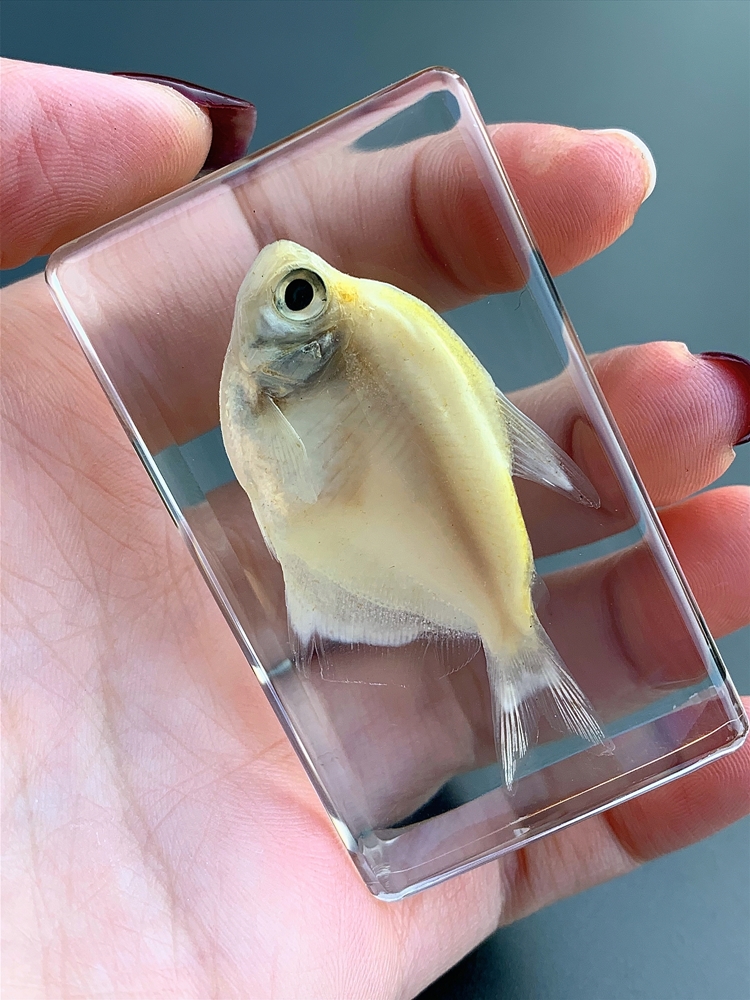 海底动物标本珍贵海洋动物真实鱼树脂标本热带鱼淡水鱼早教创意琥珀