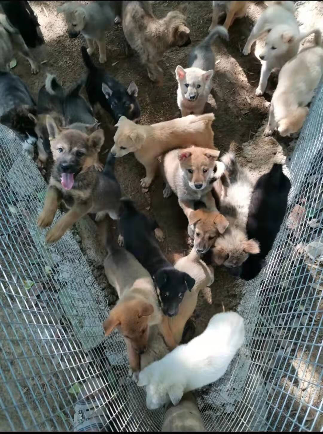 京东推荐荣郁土狗活体活物苗幼犬大型中华田园犬农村看家护院领养幼崽