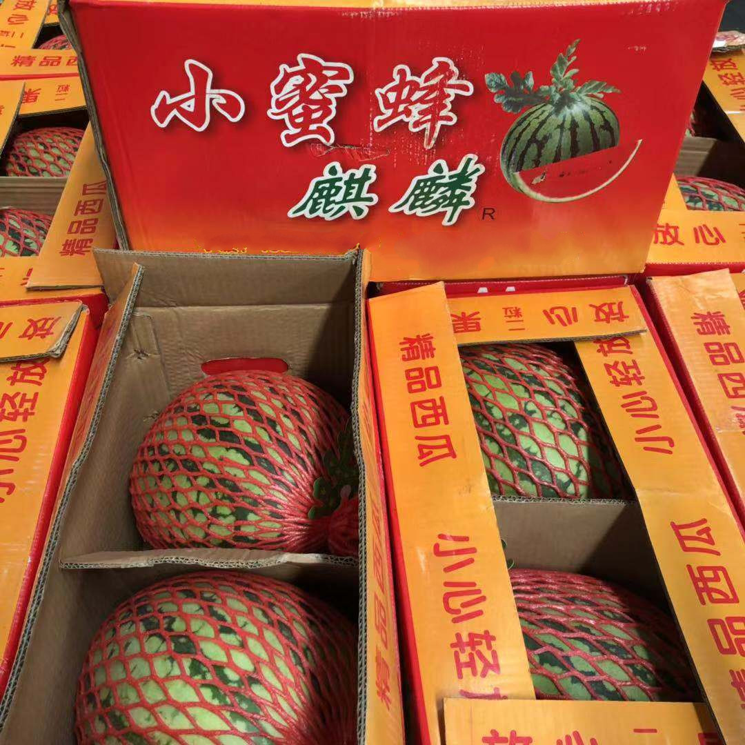 海南麒麟小蜜蜂西瓜大个黑籽红瓤8424脆甜多汁当季包熟包甜生鲜速递 2