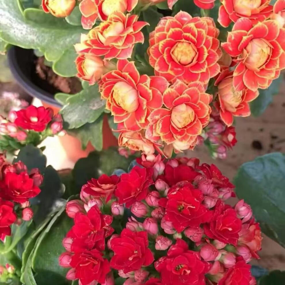 元井长寿花长寿花金狐狸盆栽重瓣新品客厅室内花卉凯特斯带盆栽好