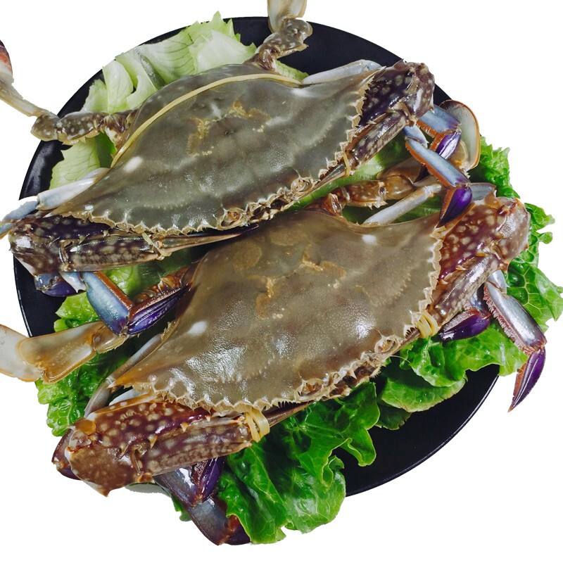 【】浙江舟山鲜活梭子蟹大螃蟹 新鲜捕捞大白蟹公蟹 海蟹海鲜水产蟹类