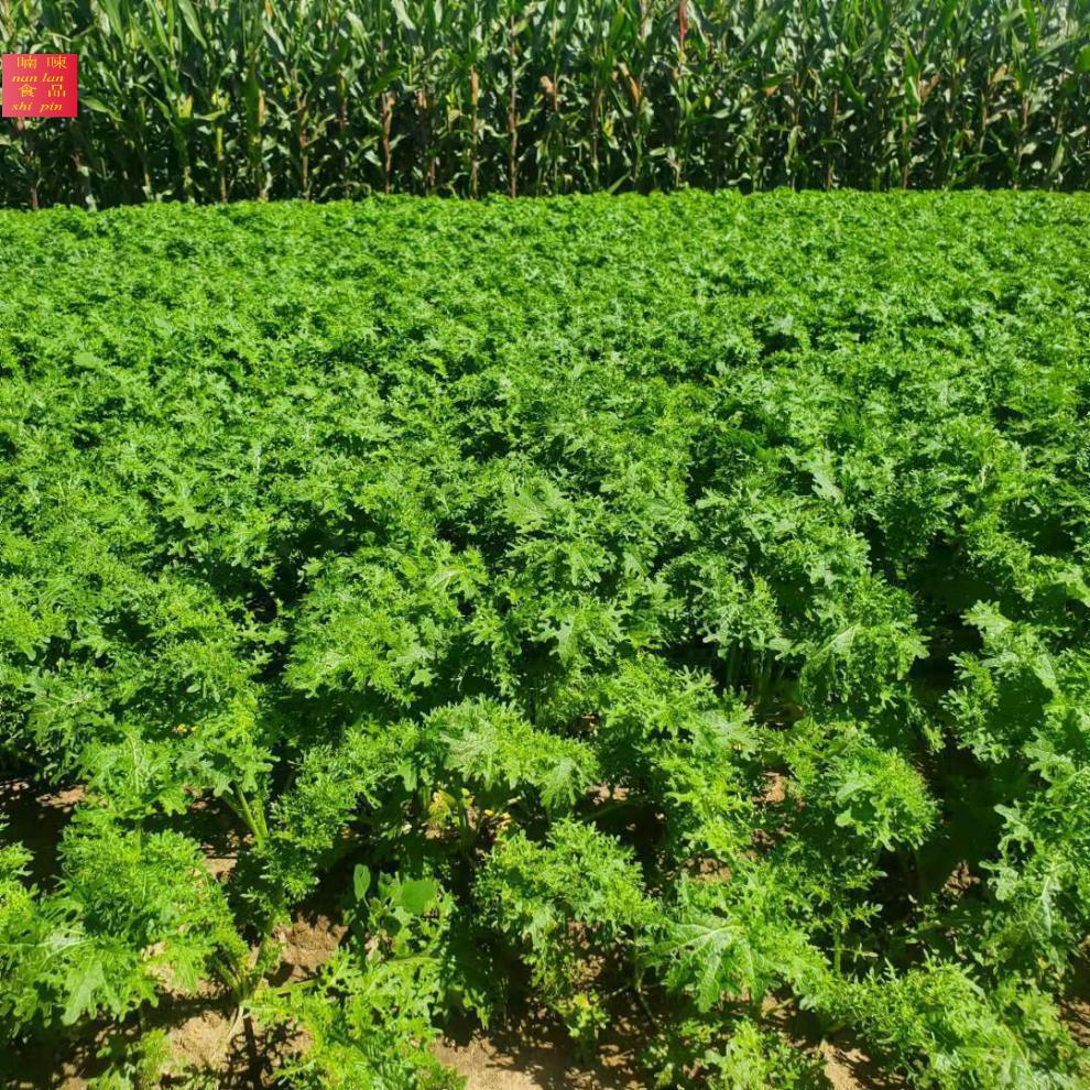 东北芥菜英子 芥菜缨子 芥菜疙瘩 芥菜樱子咸菜新鲜农产品 1斤芥菜