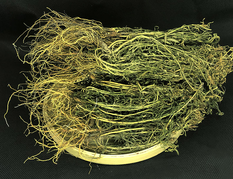 伟博【新货精选】水黄连水灵芝草青鱼胆草名贵药材水黄莲 水灵芝100g