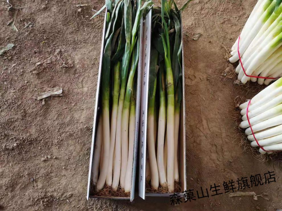 【山东特产 顺丰 礼盒装】章丘大葱 香葱农家自产自销 9斤【图片 价格