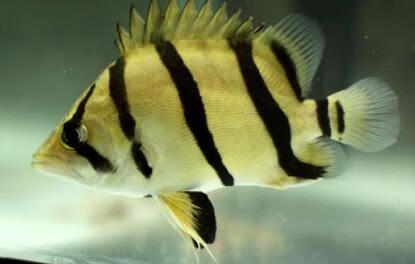 楠苑秋颖泰北虎鱼印尼虎苏门答腊虎三纹虎四纹虎活体虎鱼高身包肚包脖