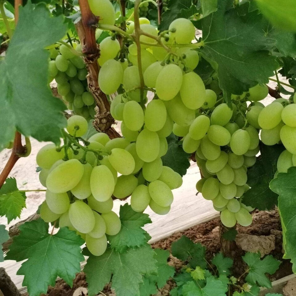 茉莉花爆汁青提 葡萄提子 新鲜水果整箱 孕妇水果 家庭4斤净重【泡沫