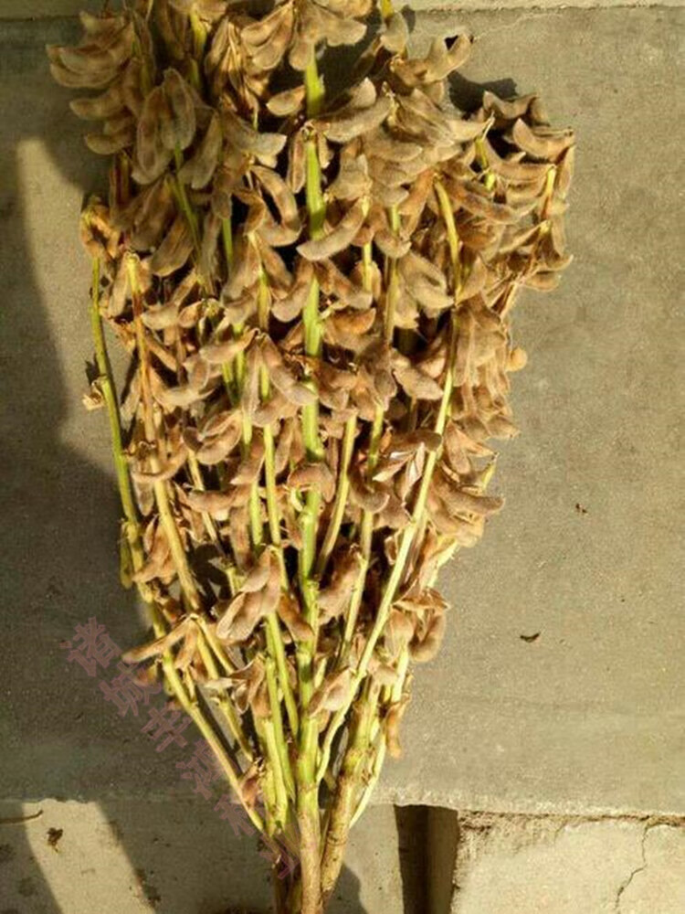 千斤豆黄豆种子大豆种春夏季播大田基地均可种植大豆种亩产1000斤千斤