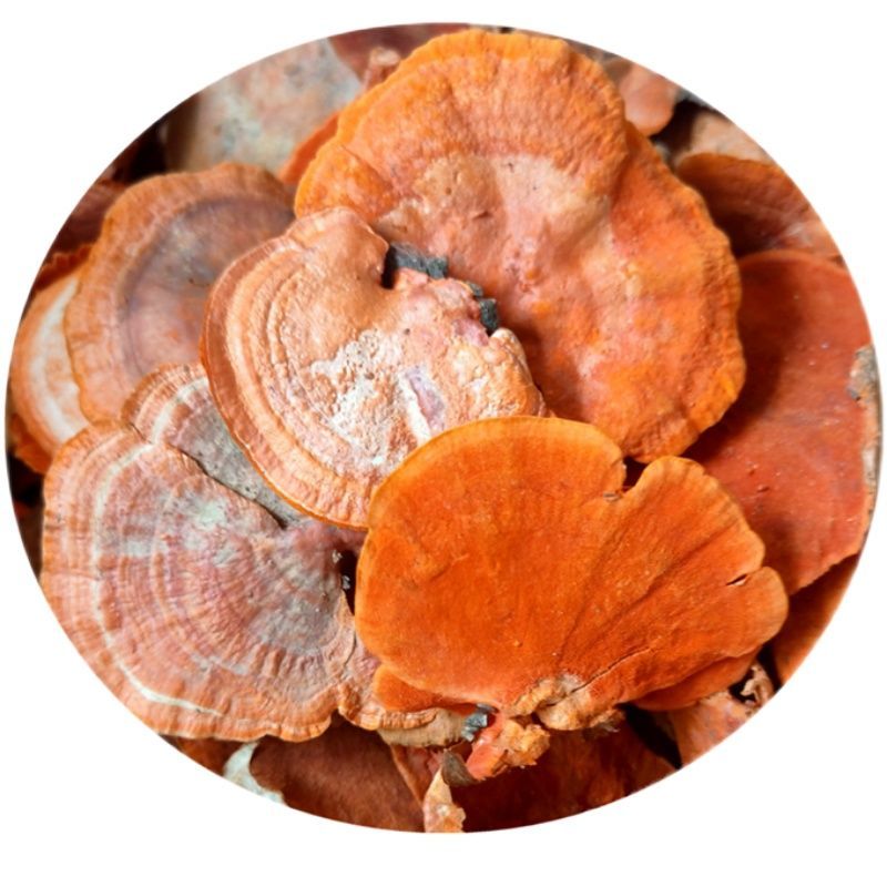 中药材野生牛樟芝,牛樟菇,红樟芝,货真价实大货 100克【牛樟芝 试用装