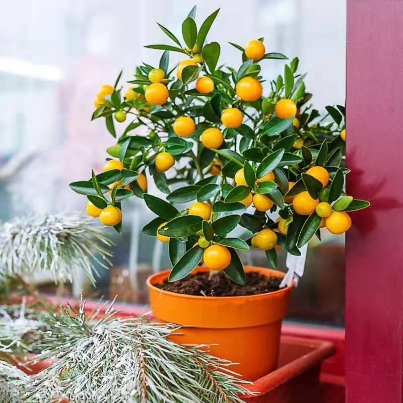 乾林轩金桔盆栽室内带果四季脆皮蜜糖青金桔苗橘子树苗20cm左右高苗