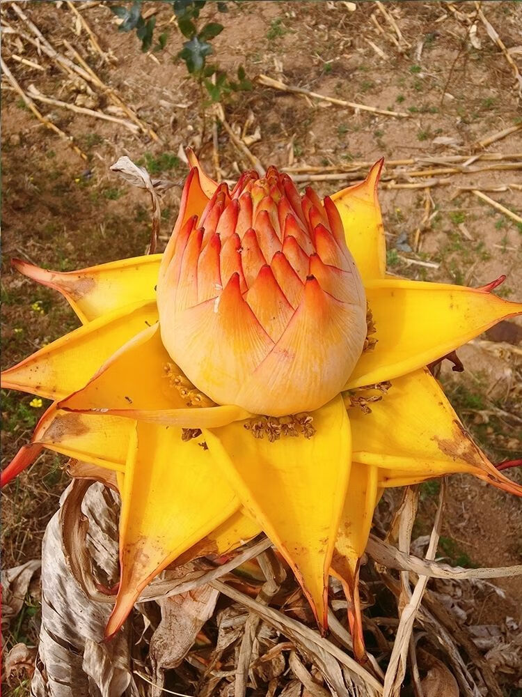 云南地涌金莲瓣莲花植株佛花养不死的花大型盆栽地莲花懒人兰花苗