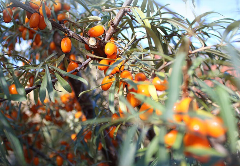 吕梁野山坡沙棘原浆果汁原液沙棘原果鲜果生榨沙棘0脂肪多vc 沙棘原浆