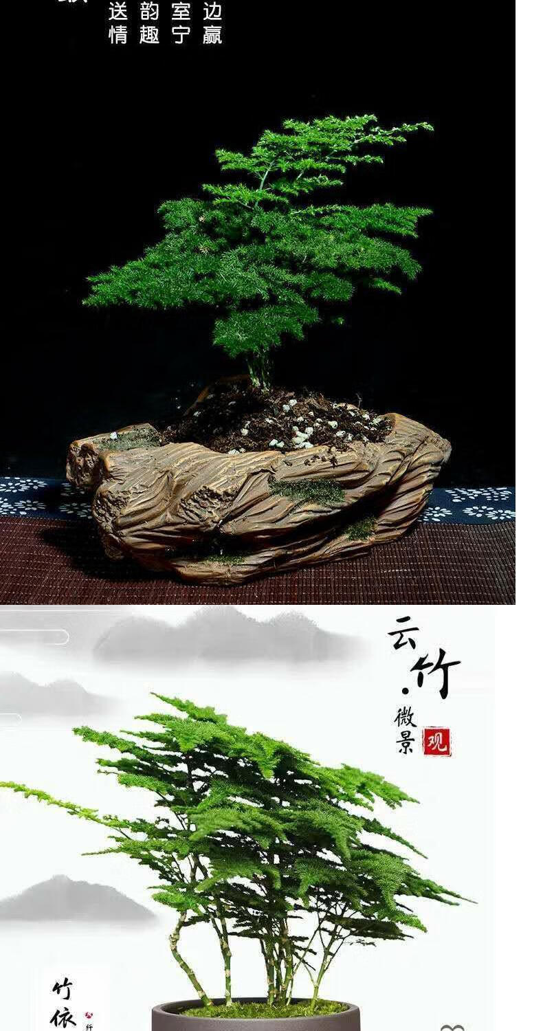 唐山云竹 加仑盆 不含盆【图片 价格 品牌 报价】-京东