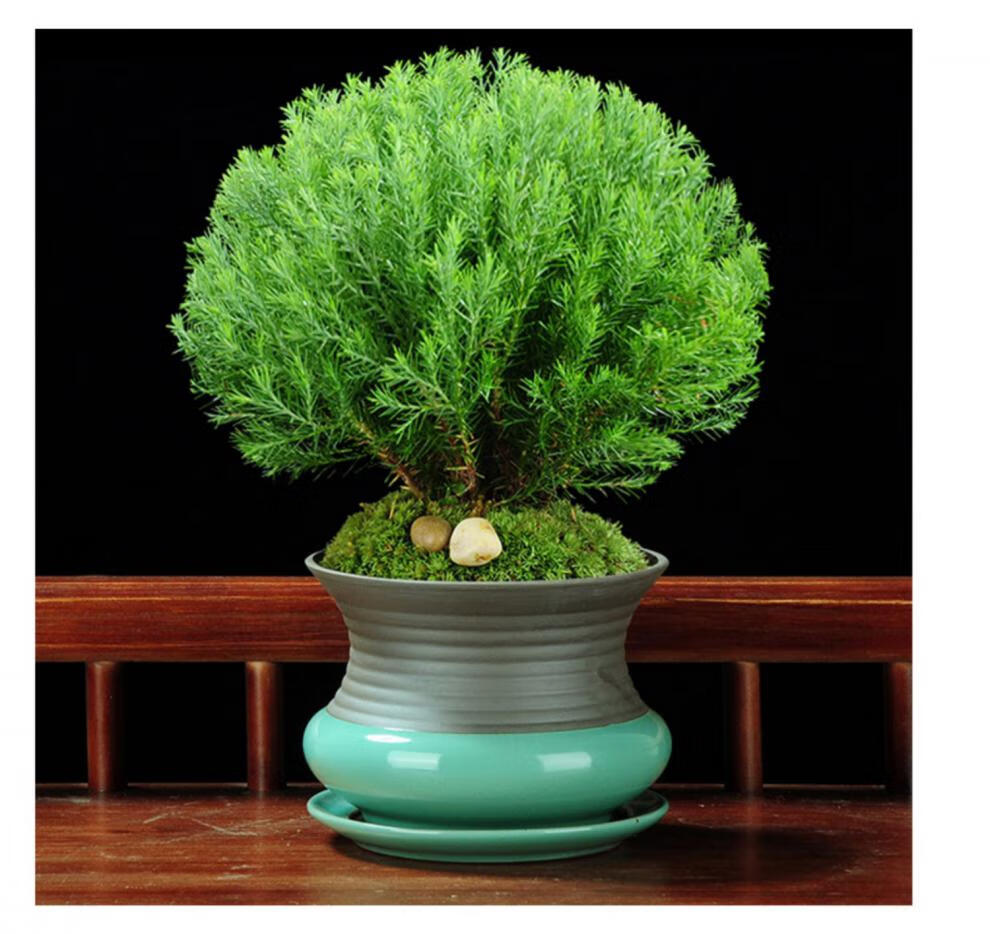 雾松小盆景办公室客厅四季常青绿植观叶好养植物花卉盆栽净化空气 【4