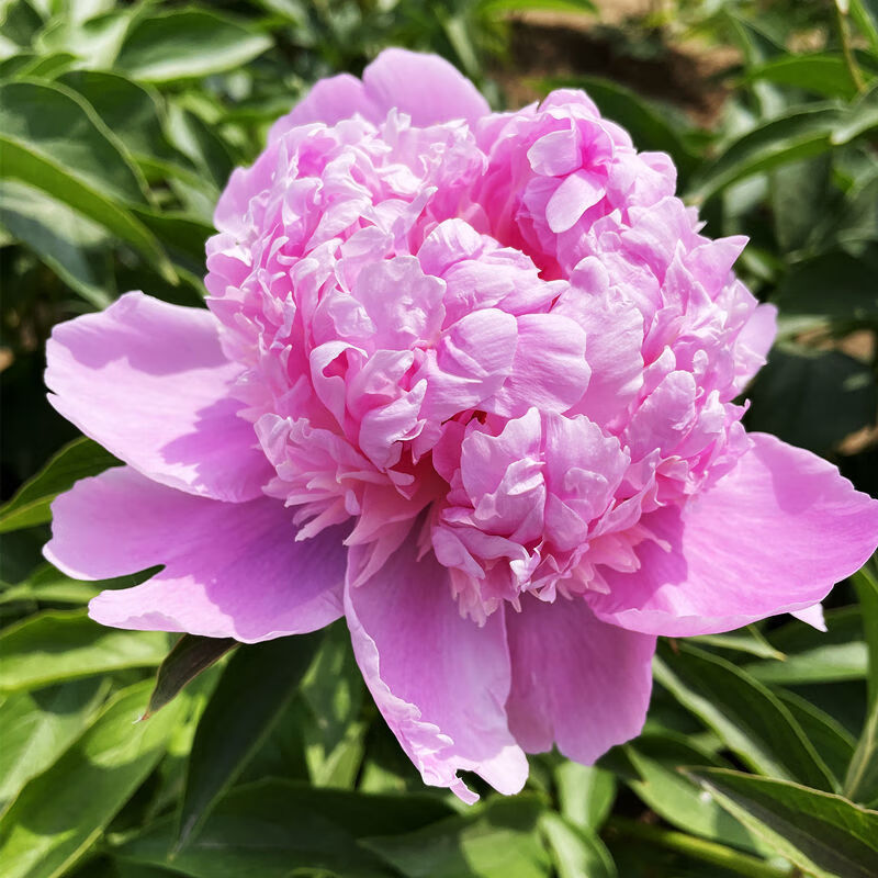 蓝富士芍药特点图片