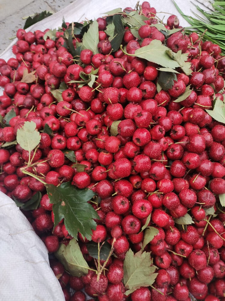 轻恋东北野生特级新鲜山里红小红果小山楂红果水果挤山里红皮 2500g
