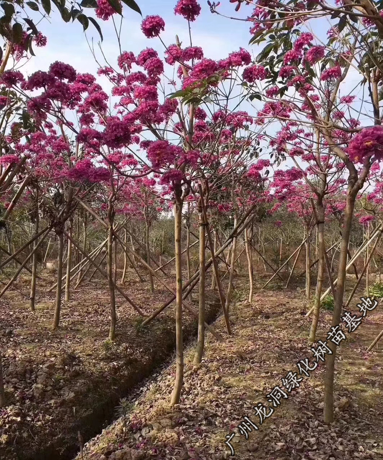 紫花风铃树苗庭院小区风景观赏树黄嫁接多花绣球紫花风铃木苗 紫花