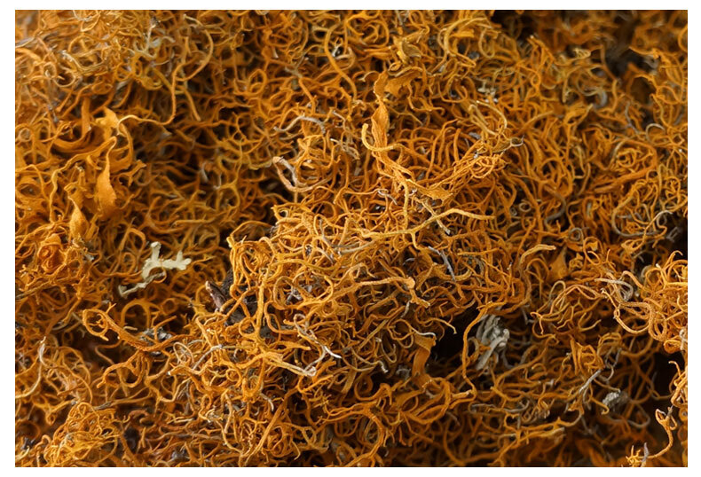 红雪茶西藏野生雪茶金丝茶高原非云南雪茶白红茶 雪茶白红茶【图片