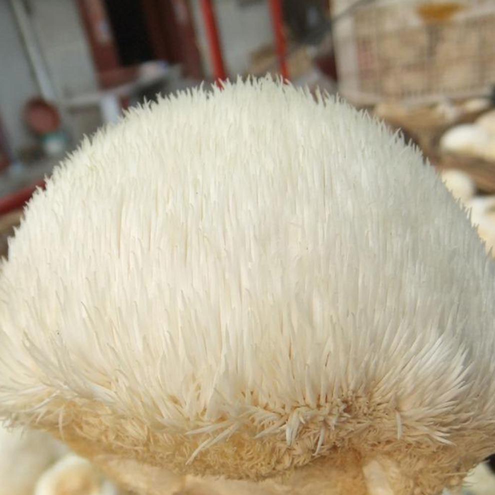 顺丰空运 新鲜猴头菇 云南野生食用菌蔬菜蘑菇特产猴头菌500克 500g