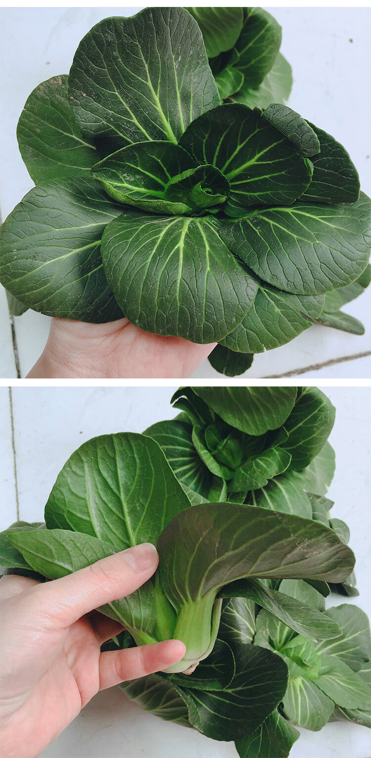 耐寒上海青种子小白菜农家四季鸡毛青菜 黑大头原装40克一包【图片