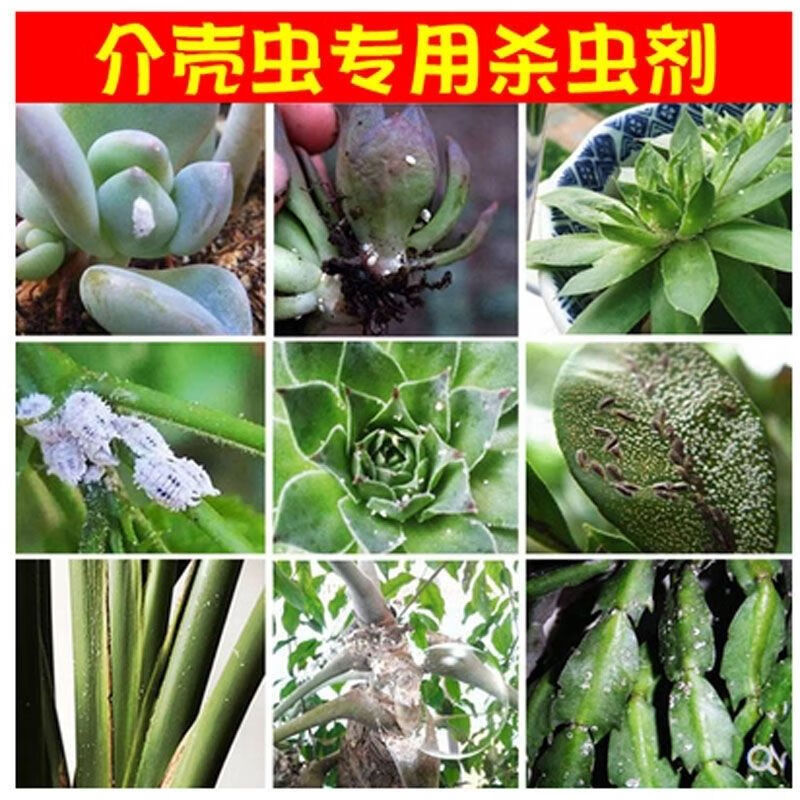 护花神一盒20瓶介壳灵多肉介壳虫根粉介不伤植物花卉杀虫剂mlhj10ml3