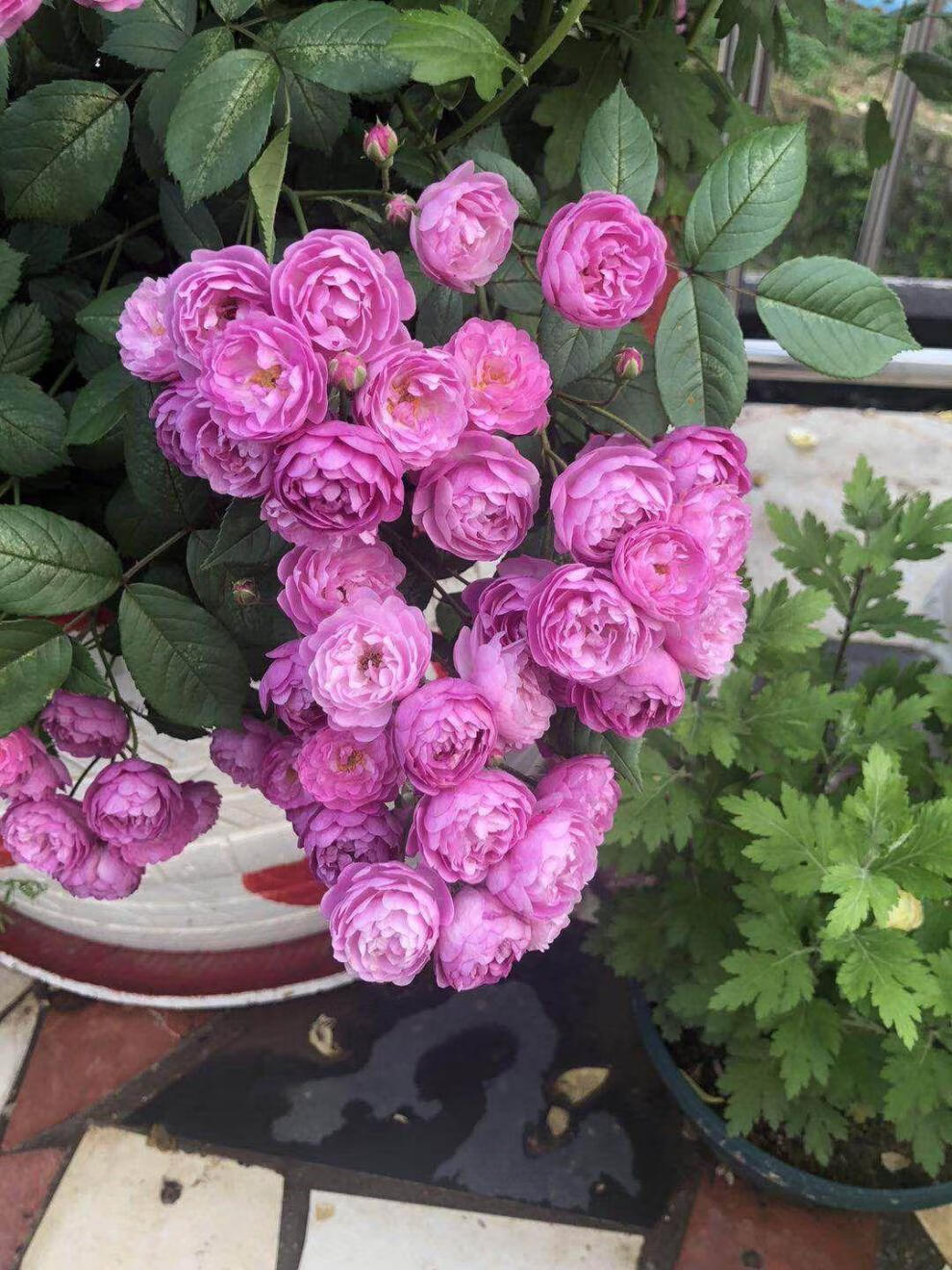 春之者月季花苗葡萄园之歌月季大苗爬藤多花蔷薇大苗四季开花小型藤本