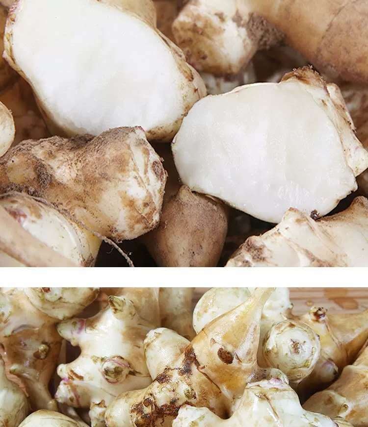 洋姜新鲜沙土地洋姜姜鬼子姜菊芋现挖洋姜蛋甜姜不辣野生蔬菜团建送礼