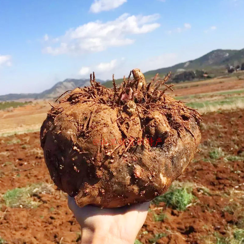 【年货精选】新鲜魔芋头生魔芋新鲜天然湿蒟蒻白魔芋自制豆腐原料蔬菜