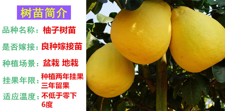 花姬 柚子树苗沙田柚青柚蜜柚苗红肉柚嫁接树苗绿植盆景植物广西果树