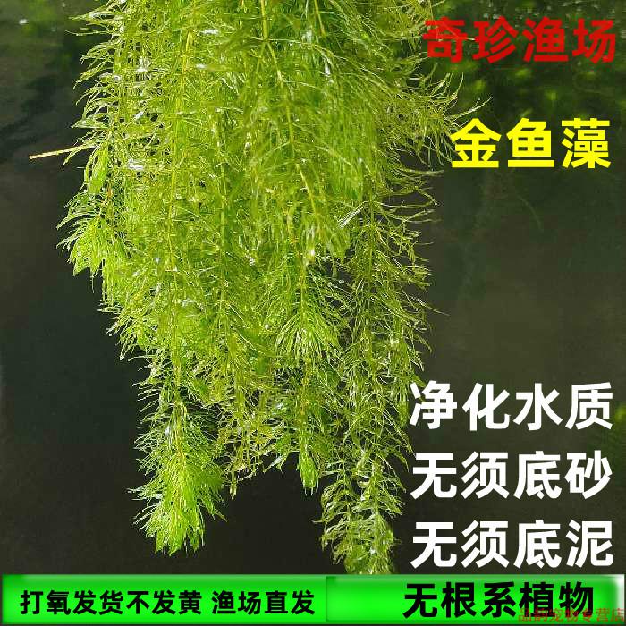 金鱼藻轮叶鲜水草活体鱼缸造景制氧净化水质蜈蚣草芙蓉水生植物金鱼藻1根10 15cm 无根发货有茎水草 图片价格品牌报价 京东