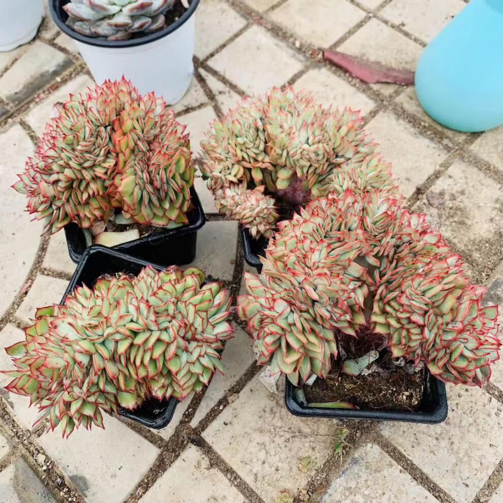 园艺月光女神缀化精品多肉新手好养殖多肉植物 月光女神缀化10厘米的