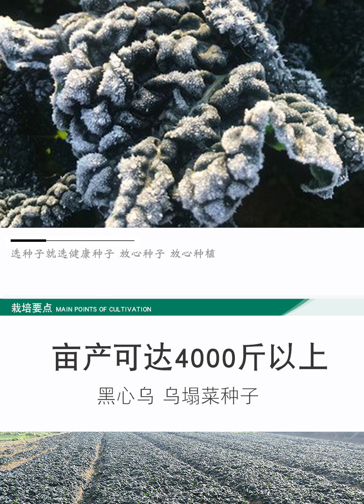 黑心乌塌菜/乌塌菜种子/蔬菜种子/家庭种植蔬菜/养生/特菜籽 金盛达