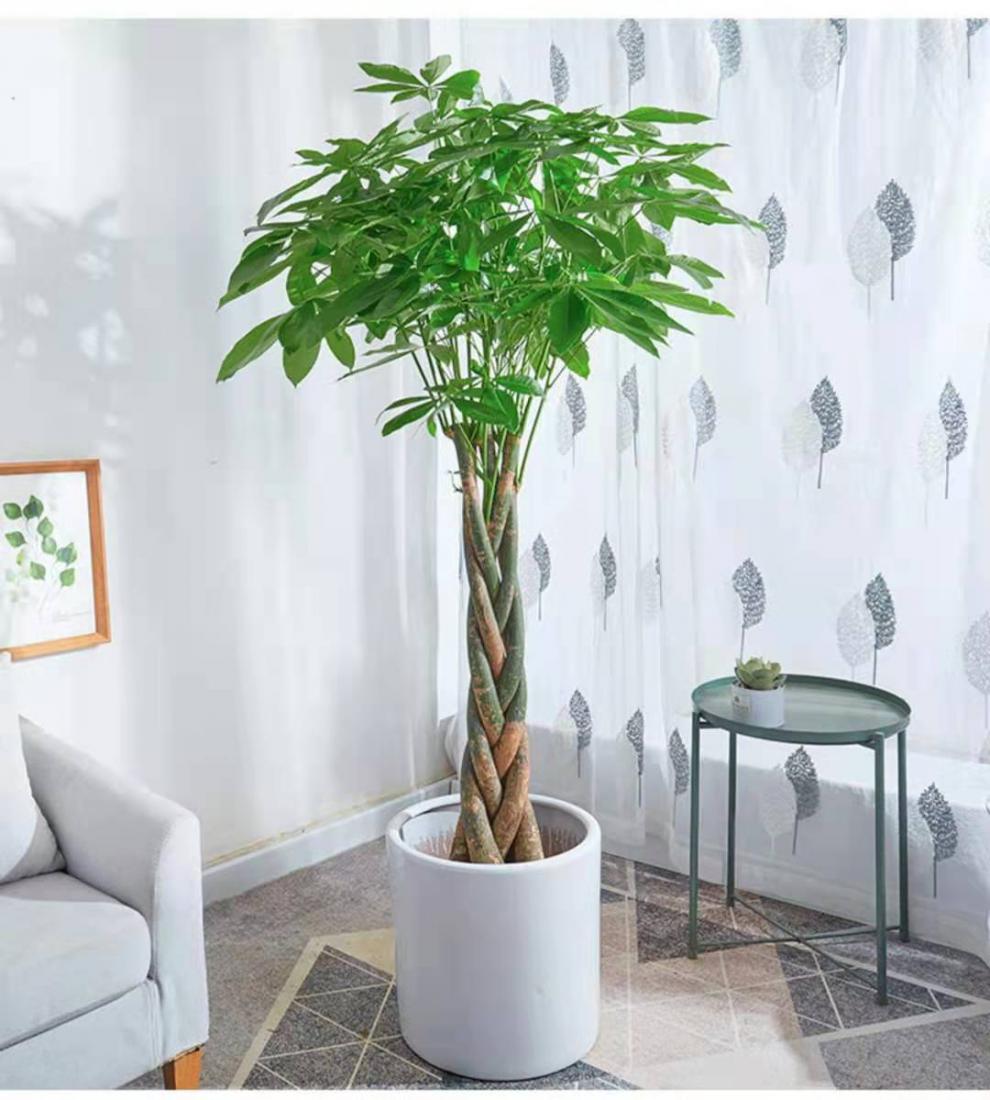 精选发财树盆栽大棵客厅旺宅摇钱树老桩特大号办公绿植室内养易活树脂