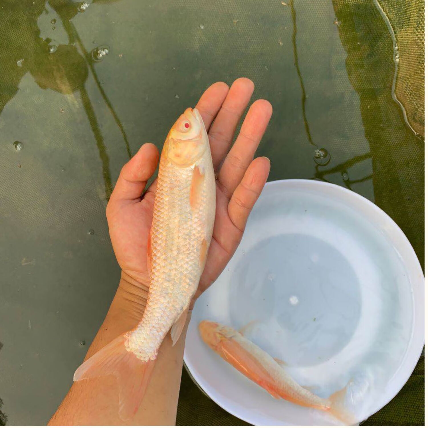 荣郁 金草苗赤目金丝鲩鱼黄金鲩鱼苗活体观赏鱼淡水易活养殖 专用鱼粮