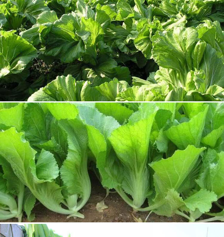 芥菜种籽宽帮大叶包心迟青菜腌制酸菜春夏秋冬四季播种蔬菜种子孑 宽
