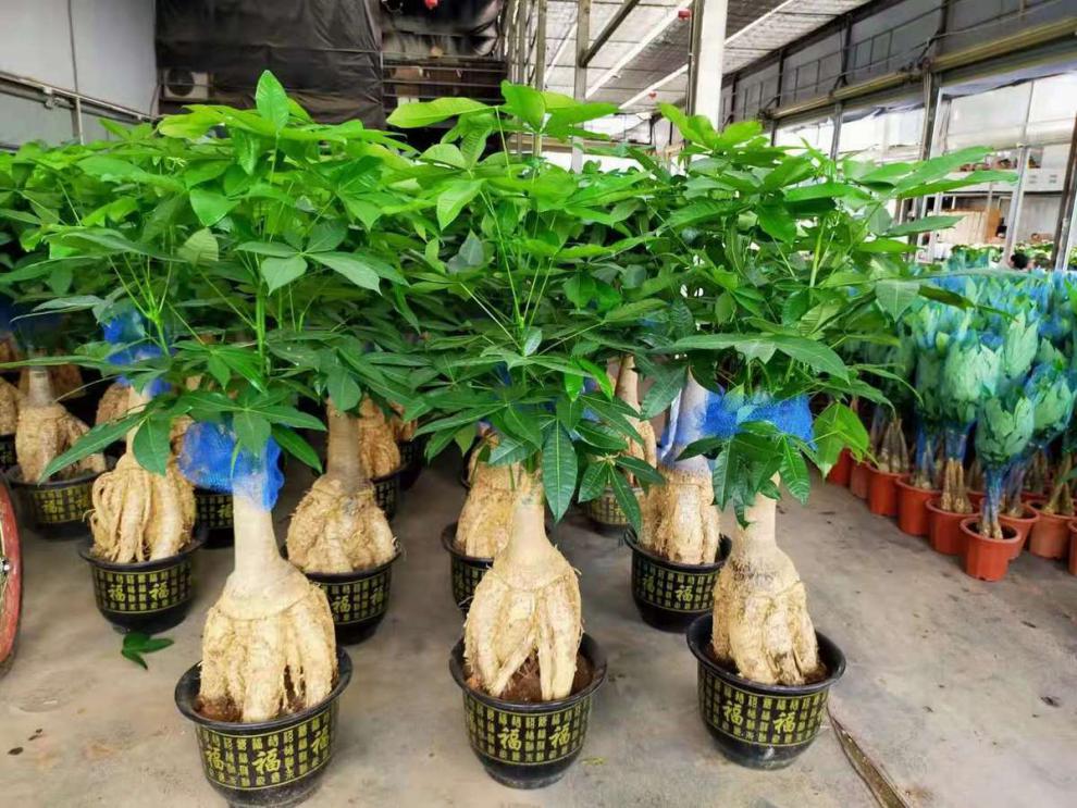 发财树盆栽提根发财树怪头发财树盆景绿植盆栽室内办公室开业乔迁旺宅